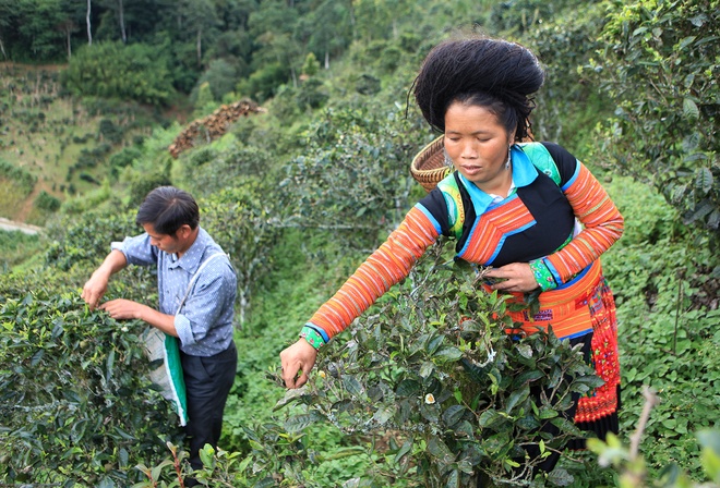 Ancient tea on mountains